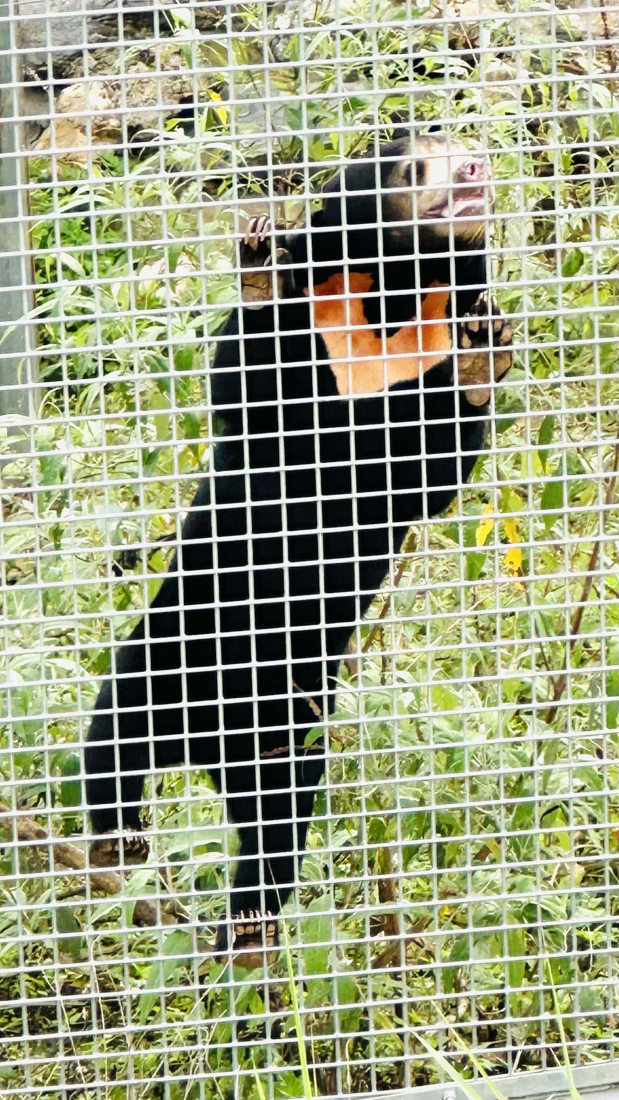 Close up of a bear interacting with enrichment structures